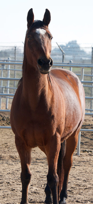 Horse Update (Mison, Frank & Squeeky)