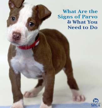 how many parvo does a puppy need education archives central california spca fresno ca how many parvo does a puppy need education archives central california spca fresno ca