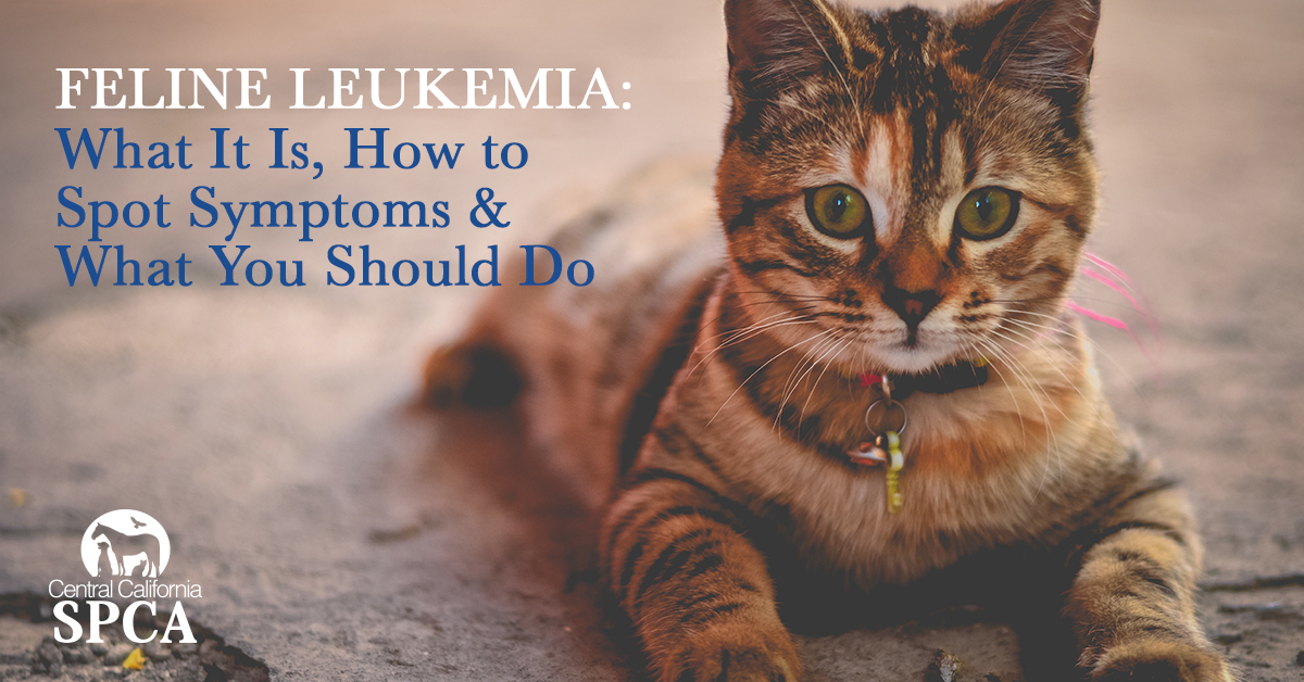 How Long Do Cats Live With Leukemia At Wilbur Pritt Blog