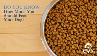 How much should I feed my dog
