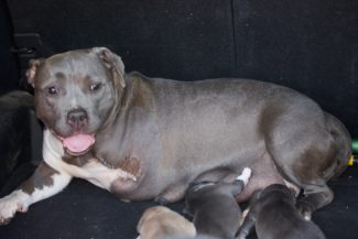 Pit Bull Attack After