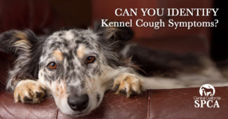 Can you identify kennel cough symptons