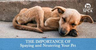 The importance of spaying and neutering your pet