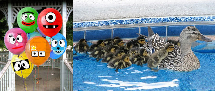 Ducks-in-Pool