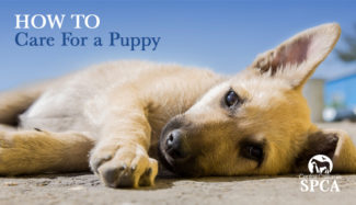 How to Care For A Puppy