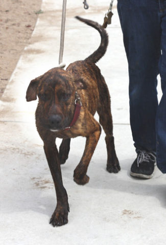CCSPCA-Bath-6_23_13-Dog-2c