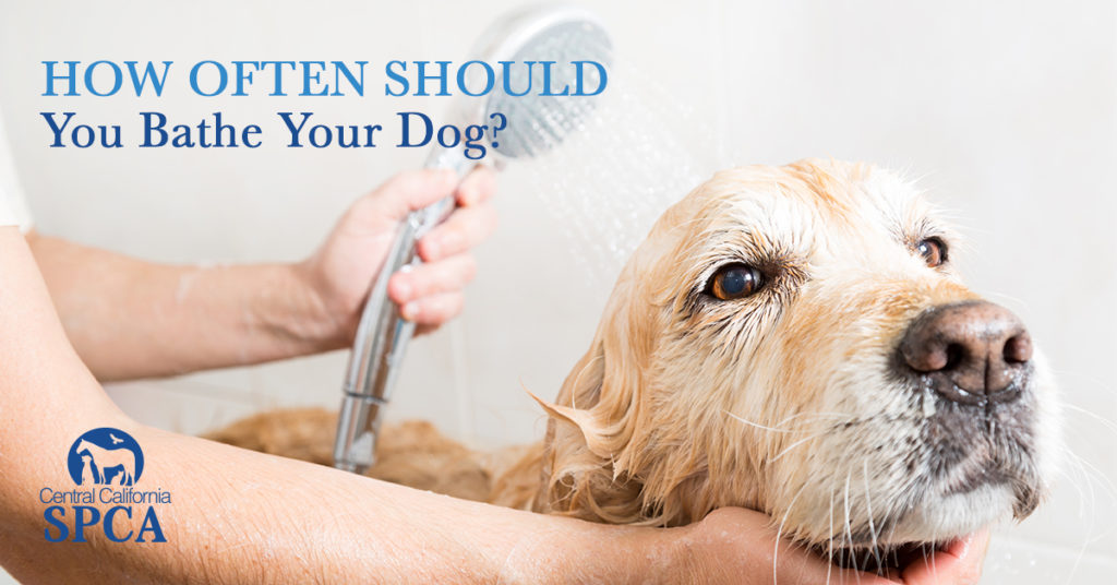 how-often-should-you-bathe-a-dog-central-california-spca-fresno-ca