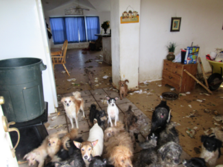 29 Dogs Rescued from a House in Fresno County 2