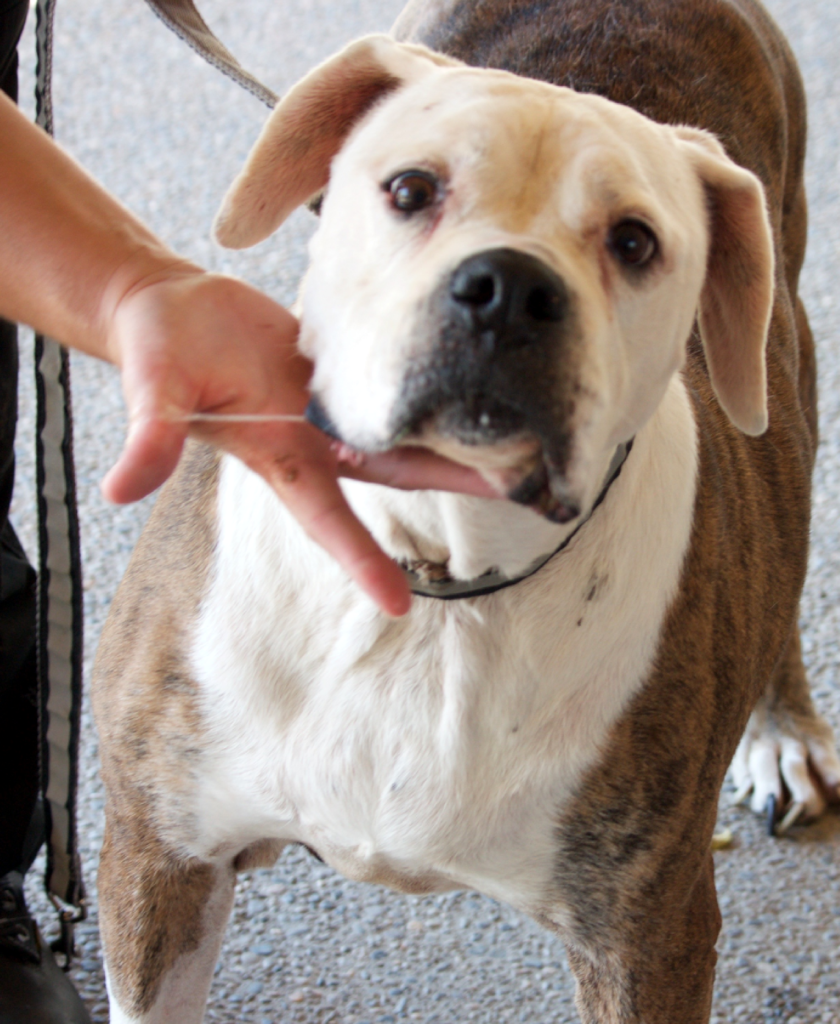 Humane Cases – Central California SPCA, Fresno, CA