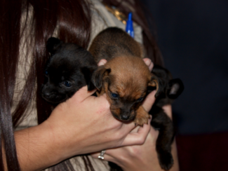 Mother and Her Puppies Rescued From Neglect