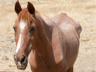 Neglected Senior Horse Seized