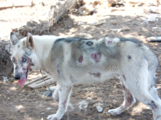 Siberian Husky Seized