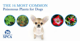The 16 Most Common Poinonous Plants for Dogs