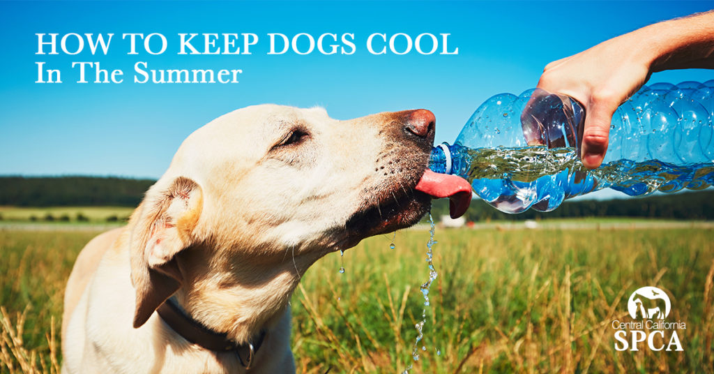 How to Keep Dogs Cool in the Summer – Central California SPCA, Fresno, CA
