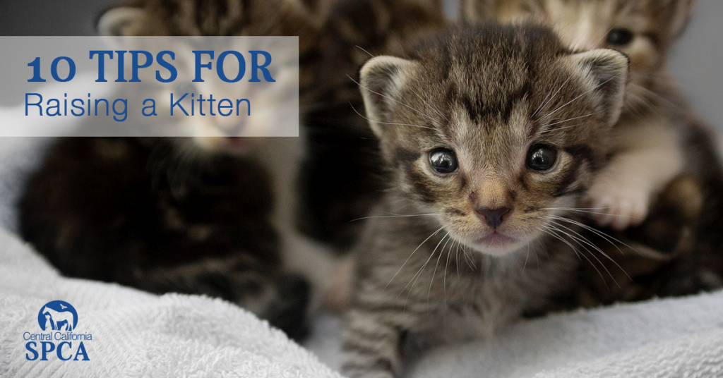 10 Tips for Raising a Kitten Central California SPCA, Fresno, CA
