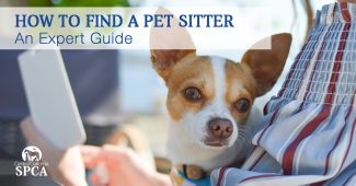 How to Find a Pet Sitter An Expert Guide