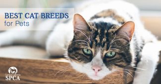 What Are the Best Cat Breeds for Pets