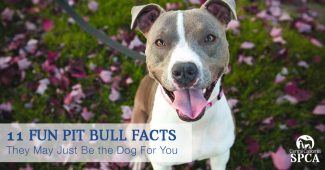 11-Fun-Pit-Bull-Facts