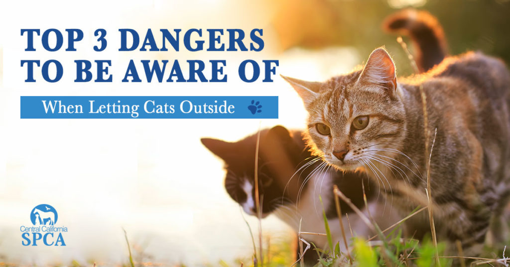 Top 3 Dangers to Be Aware of When Letting CatsOutside Home Healthcare